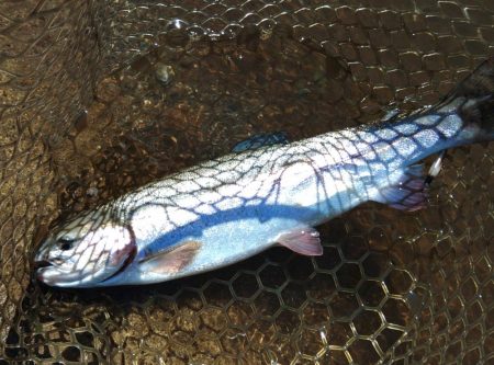 一日中釣れ続いた平谷湖フィッシングスポット